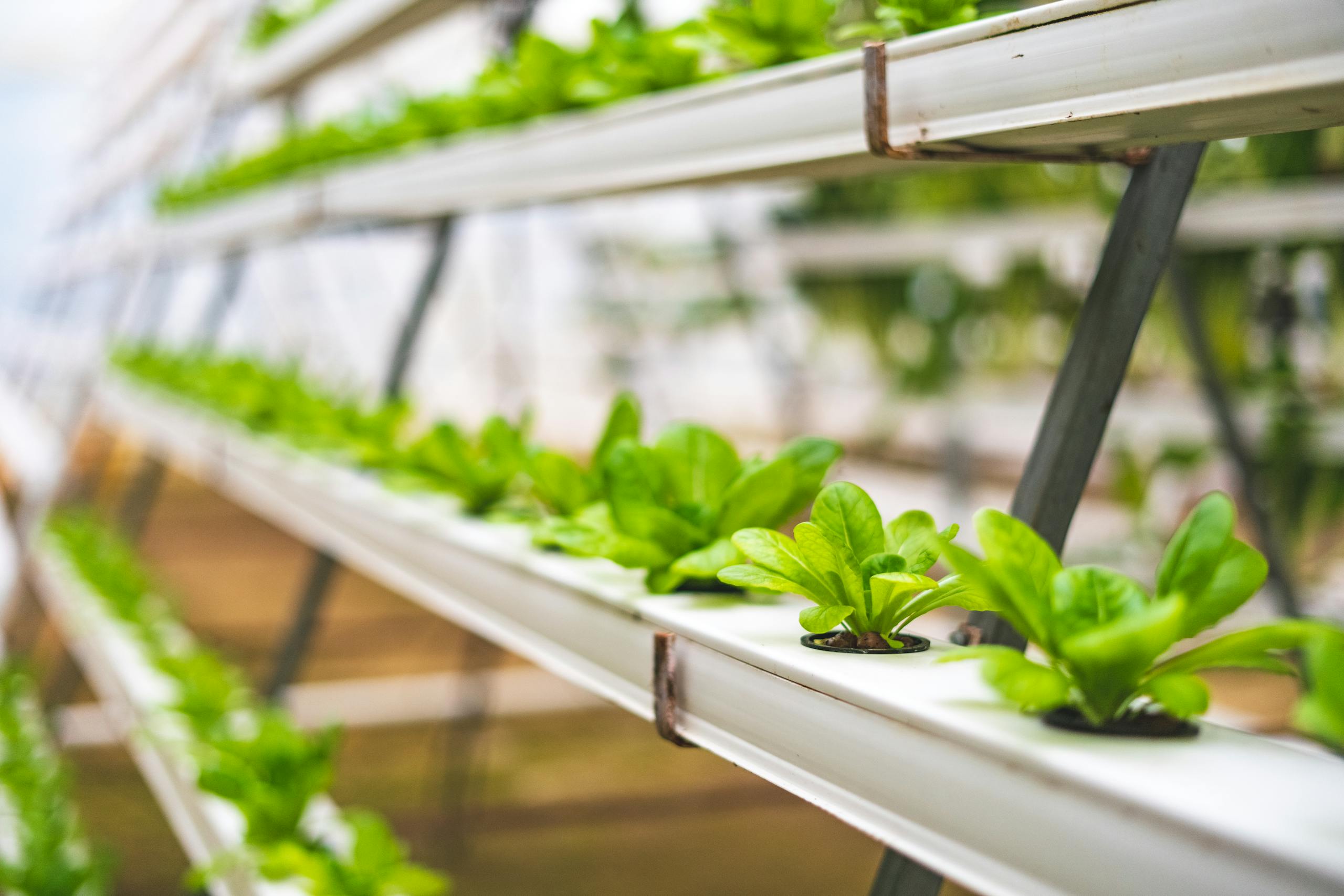 Close-up of hydroponic lettuce plants growing in a greenhouse setting.