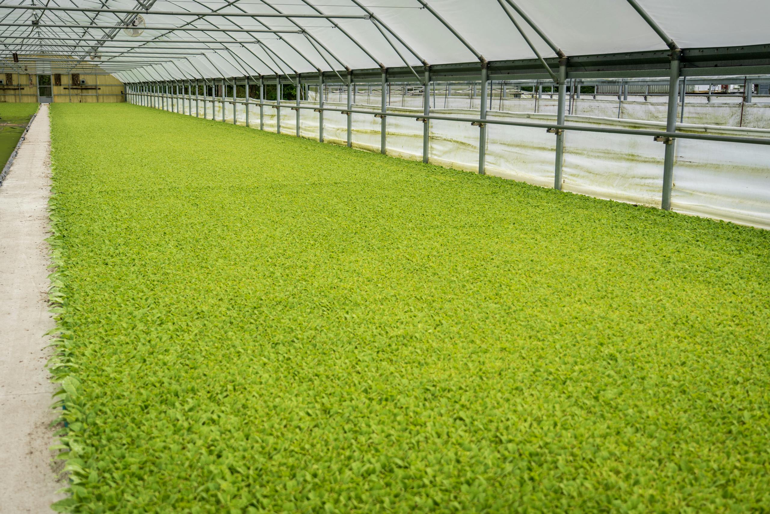 Long rows of vibrant green plants growing in a spacious commercial greenhouse.