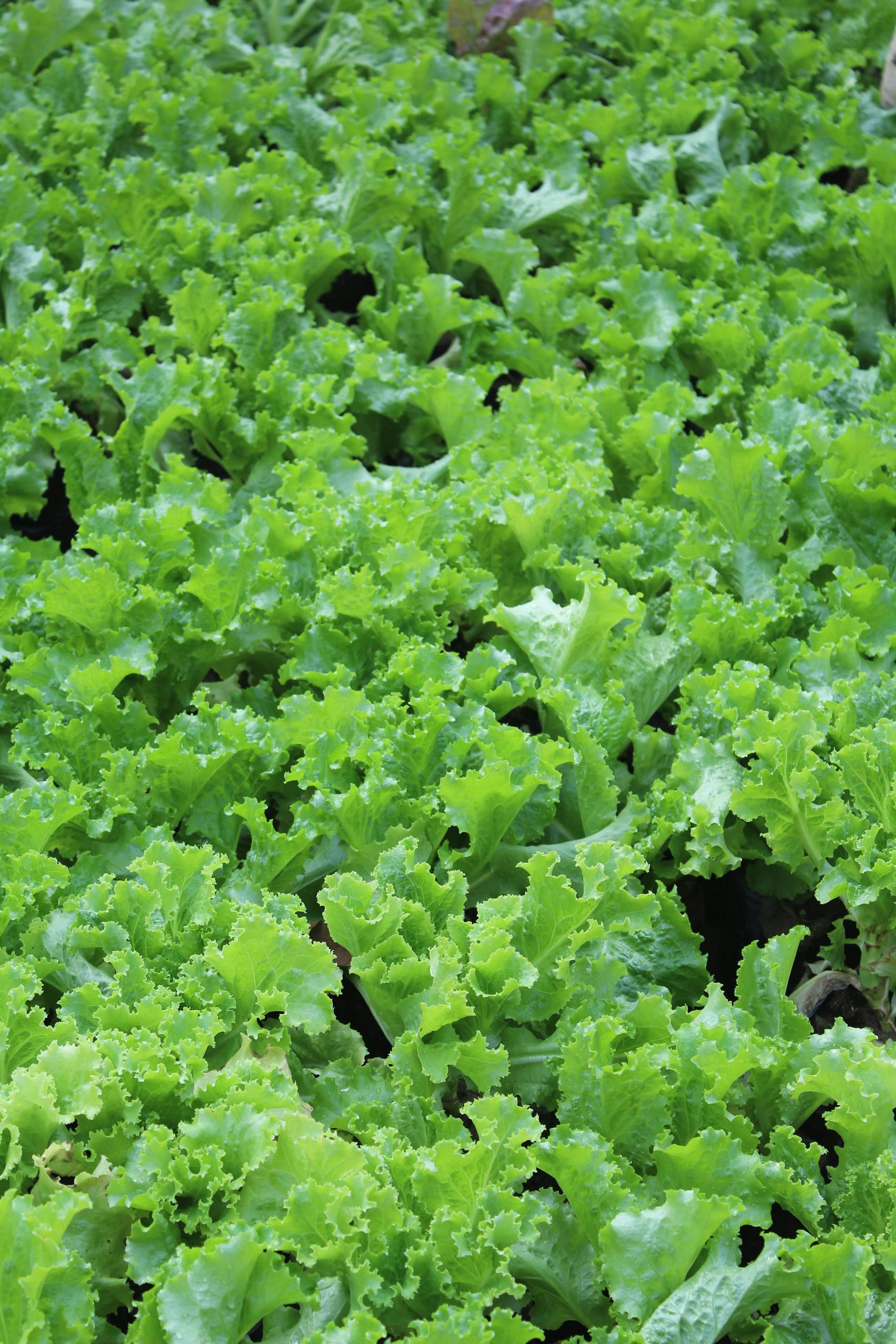 Vibrant, fresh green lettuce leaves in focus, ideal for organic and farming topics.